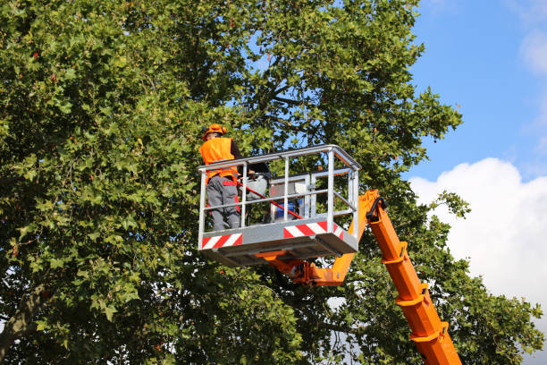 Best Tree Disease Treatment  in Dogtown, CA